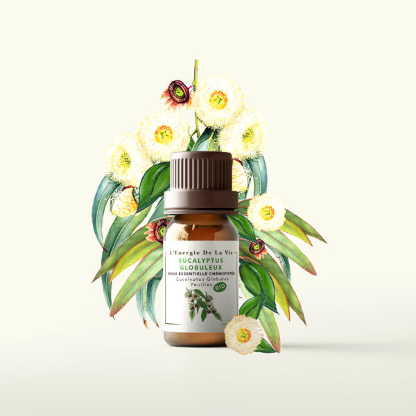 Huile essentielle bio eucalyptus globuleux – L’Energie de la vie