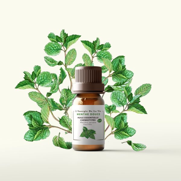 Huile essentielle bio de menthe douce – L’Energie de la vie