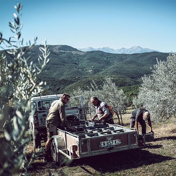 Huile d’olive bio du domaine de Querubi