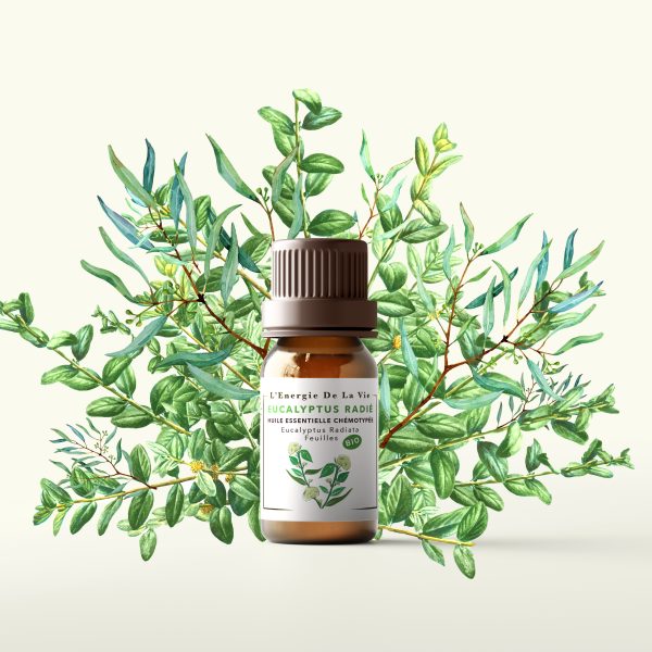 Huile essentielle bio eucalyptus radié – L’Energie de la vie