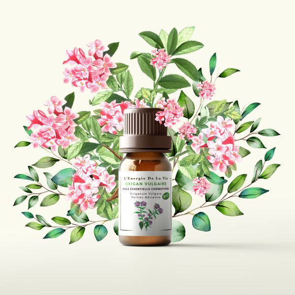 Huile essentielle bio origan vulgaire – L’Energie de la vie 