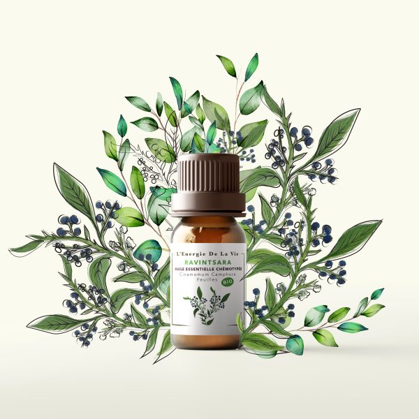 Huile essentielle bio de ravinstara  – L’Energie de la vie