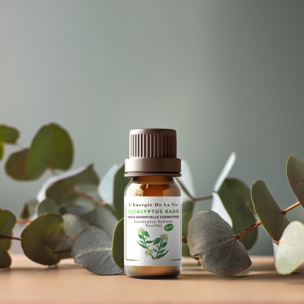 Huile essentielle bio eucalyptus radié – L’Energie de la vie