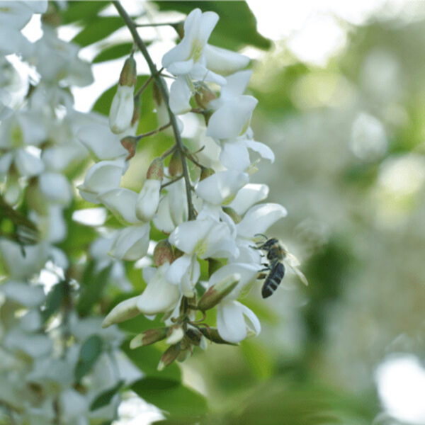 Miel d’Acacia – Une douceur délicate et bienfaisante – Remy