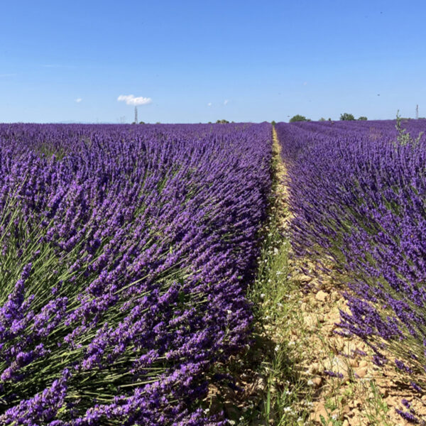 Miel de Lavande fine de Haute Provence – Un trésor provençal – Remy